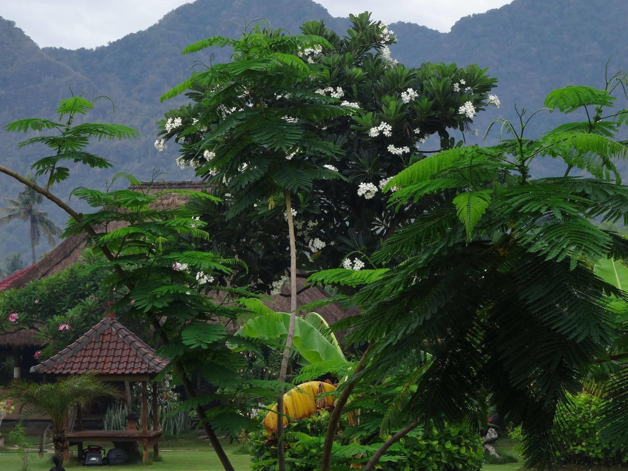 Sunia Loka Bungalows & Dive Center Pemuteran Eksteriør billede